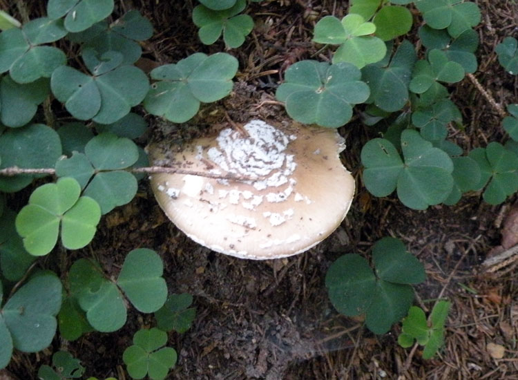 Amanita trentina: Amanita pantherina?